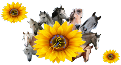 Ponyhof Kaata Pferde Erlebnis und Reiterferien fuer Kinder
